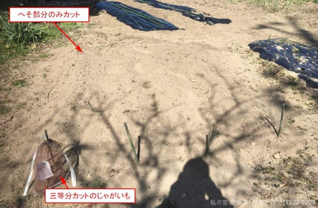 じゃがいも　種芋　植え付け